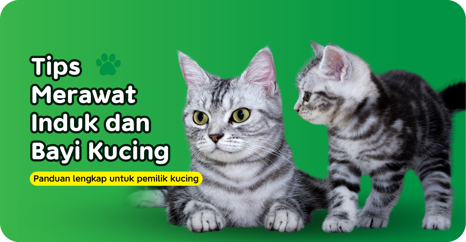 Tips Merawat Induk dan Bayi Kucing